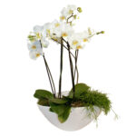 Orchidee groß weiß