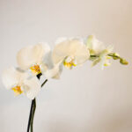 Orchidee weiß knospe